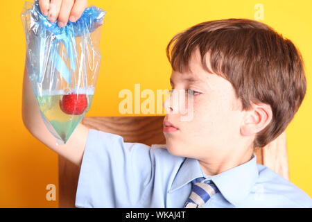 Extracting DNA from a Strawberry Science Experiment with Young Boy in School Uniform - strawberry DNA extraction Stock Photo