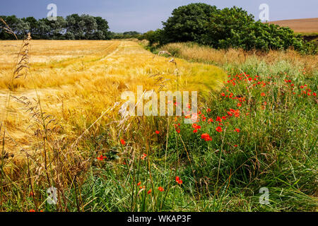 Poppies growing at the edge of a field of barley, Bridlington to Flamborough coastal path, Yorkshire, UK Stock Photo