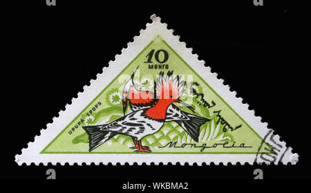Stamp printed in Mongolia, shows Eurasian Hoopoe (Upupa epops), Birds, series, circa 1961. Stock Photo