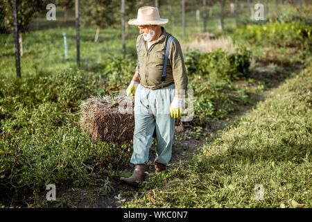 Senior man carrying hay on an organic vegetable garden during the sunny day outdoors. Concept of growing organic products and active retirement Stock Photo