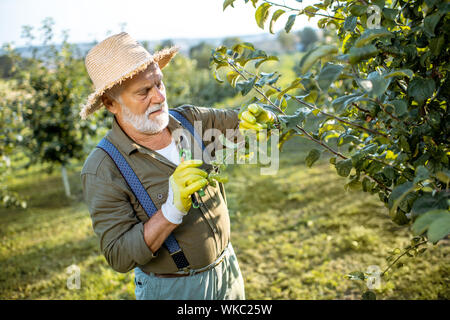 Senior well-dressed man as a gardener pruning branches of a fruit trees in the apple orchard. Concept of a fruit gardening on retirement age Stock Photo