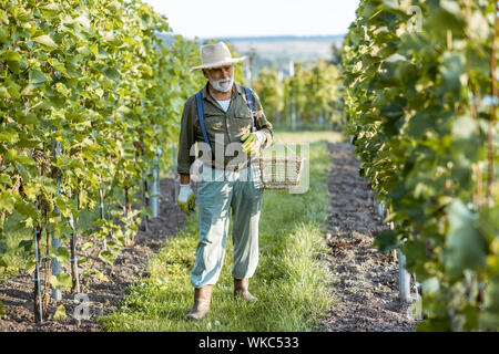 Senior well-dressed winemaker walking on the vineyard, checking the ripeness of the white grapes on a sunny morning Stock Photo