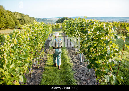 Senior well-dressed winemaker walking on the vineyard, checking the ripeness of the white grapes on a sunny morning Stock Photo