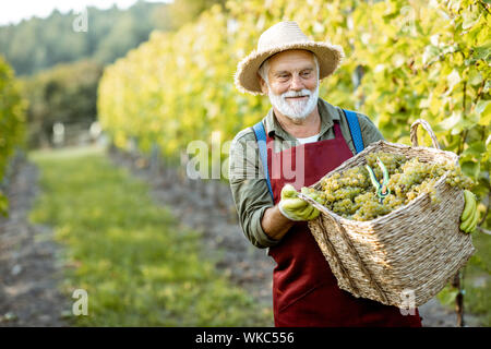 Portrait of a happy senior winemaker in apron and straw hat with basket full of freshly picked up grapes on the vinyard Stock Photo