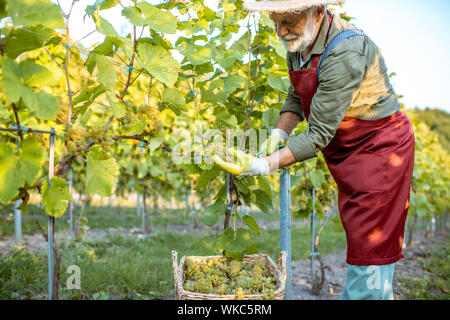 Senior winemaker in apron and straw hat collecting grapes into the wicker basket on the vineyard Stock Photo