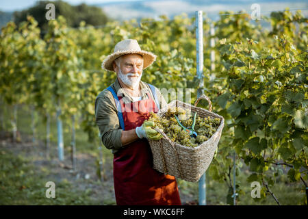 Senior well-dressed winemaker walking with basket full of freshly picked up wine grapes, harvesting on the vineyard during a sunny evening Stock Photo