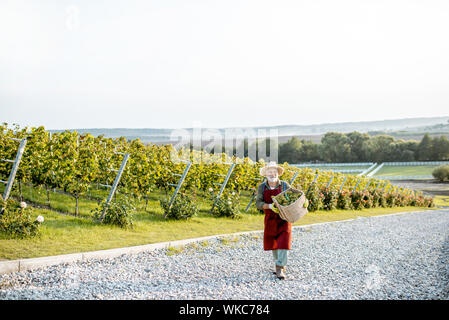 Senior well-dressed winemaker walking with basket full of freshly picked up wine grapes, landscape view with copy space Stock Photo