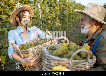 Funny portrait of a cheerful senior man with young woman eating freshly picked up wine grapes on the vineyard. Family business concept Stock Photo