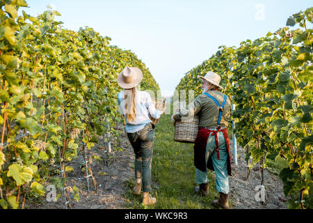Senior man with young woman walking with baskets full of freshly picked up wine grapes on the vineyard, rear view. Family business concept Stock Photo
