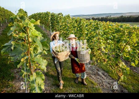 Senior man with young woman walking with baskets full of freshly picked up wine grapes on the vineyard. Family business concept Stock Photo