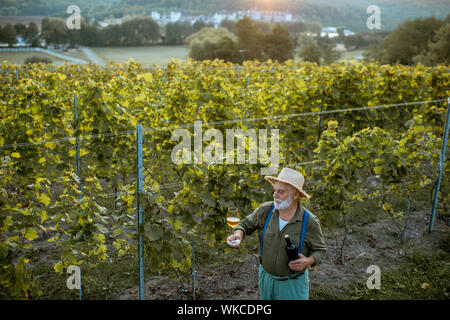 Senior winemaker tasting wine, while standing with wine glass and bottle on the vineyard, wide landscape view from above on a sunset Stock Photo