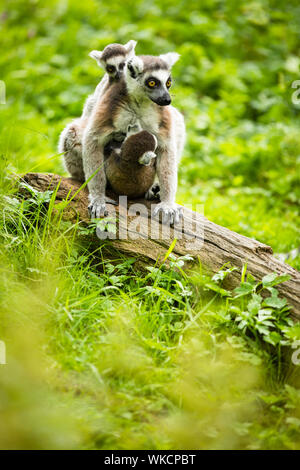 Lemur kata (Lemur catta Stock Photo - Alamy