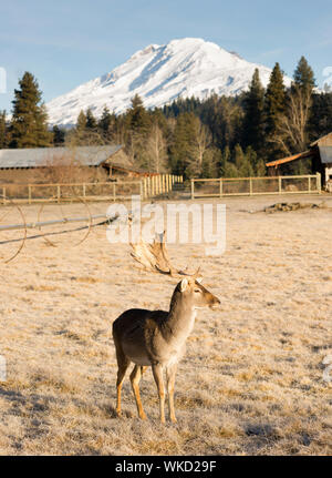 A young male Elk Buck stays close to engage with photographer Stock Photo