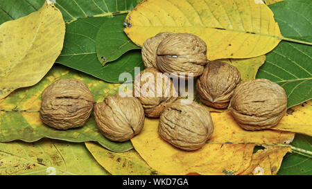 leaves and ripe fruits of the walnut tree, juglans regia Stock Photo