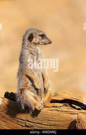 Meerkats (suricata suricatta or suricate) - super cute, gregarious mammals, found in African desert & grassland areas in large social groups. Stock Photo