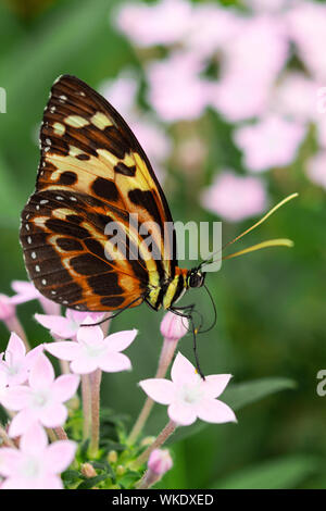 Underside wings view of Harmonia tiger poison butterfly seated on flowers in tropical rainforest Stock Photo