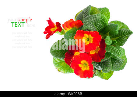 red primulas isolated on white background. spring flowers primrose Stock Photo