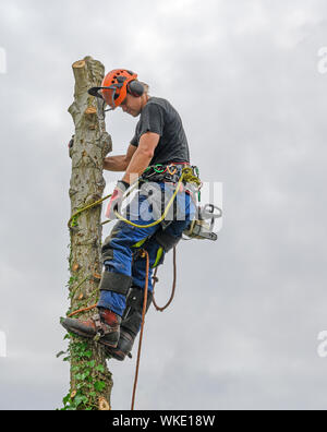 A Tree Surgeon or Arborist wearing his safety harness carrying a ...