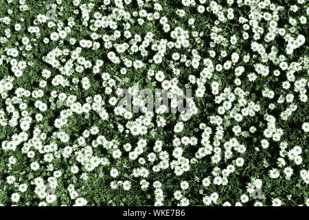 Abstract background image created by artificial colour manipulation of patch of daises in a lawn with white daisy flowers heads green dots & grass UK