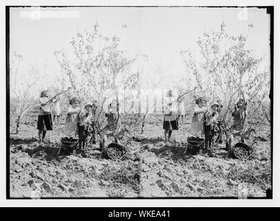 Jewish colonies and settlements. Richon le Zion. Picking almonds Stock Photo