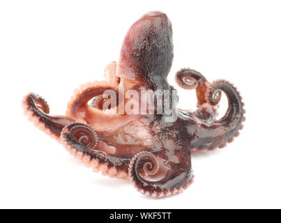 Delicious Smoked Octopus Full Body with Curled Tentacles isolated on White background Stock Photo