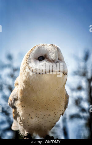 Close-up Of Barn Owl Against Sky