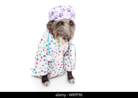 angry dog dressed as veterinary wearing stethoscope and cap, hospital gown. Isolated on white background. Stock Photo