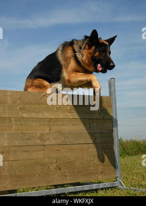 jumping german shepherd Stock Photo