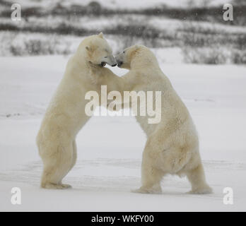 Fight of polar bears. Two polar bears fight. Tundra with undersized vegetation. . Stock Photo