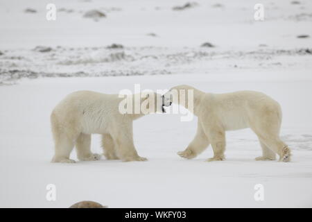 Meeting. Two polar bears have met and sniff each other. Tundra in snow blizzard. Stock Photo