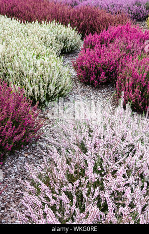 Red white Calluna vulgaris common heather, ling colorful garden cultivars, color contrast and combination plants Stock Photo