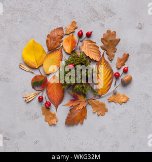 Herbarium of bright fallen leaves and spruce on gray Stock Photo
