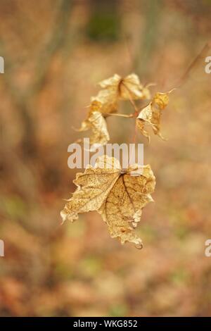dry brown autumn leaves on the tree in forest Stock Photo