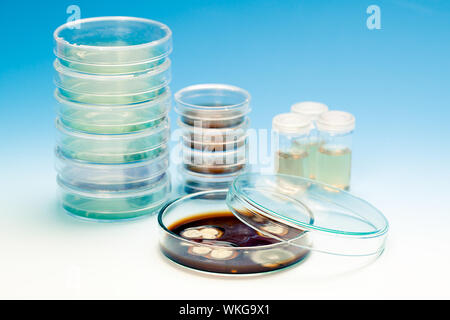 Petri dish with colonies of microorganisms Stock Photo