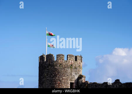 Welsh National Flags flying in Conwy Wales Stock Photo