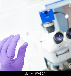 Senior scientist  microscoping in lab. Stock Photo
