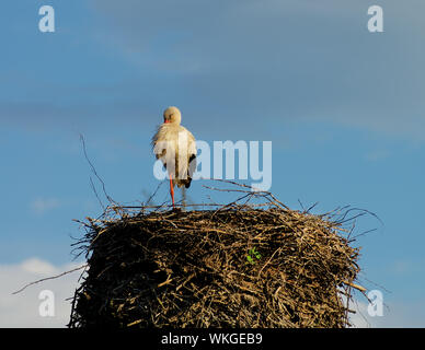White Stork Stand at One Leg and Sleep in His Nest on Blue Sky background Outdoors Stock Photo