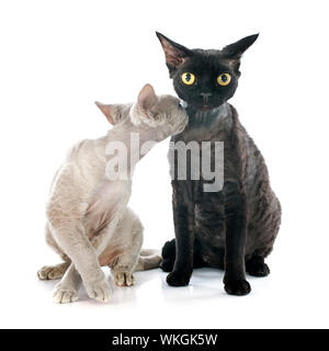two devon rex cat in front of white background Stock Photo