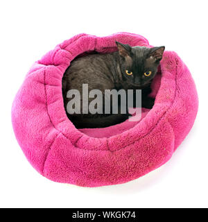 devon rex cat in front of white background Stock Photo