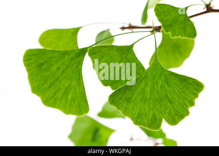 Ginkgo biloba leaf isolated on white Stock Photo