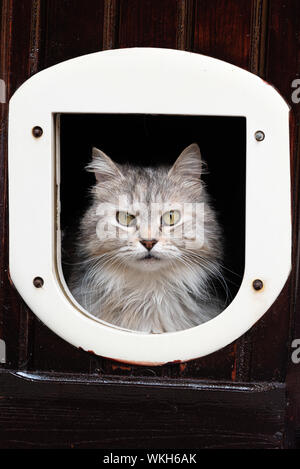 Cute cat looking curious through the door hole Stock Photo