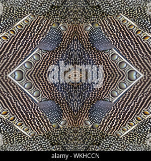 Colorful seamless pattern made from Great argus feathers Stock Photo