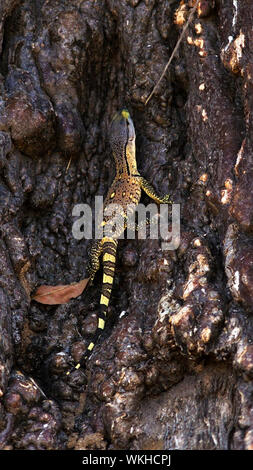 A newly hatched Water Monitor, the largest of Africa's Lizards, has just hatched and has to hurridely leave the safety of the termite mound Stock Photo