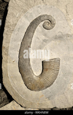 Ancyloceras Ammonite Fossil, an Extinct Genus of Heteromorph Ammonites Characterised by an Uncoiled Shell Stock Photo