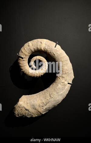 Ancyloceras Ammonite Fossil, an Extinct Genus of Heteromorph Ammonites Characterised by an Uncoiled Shell Stock Photo
