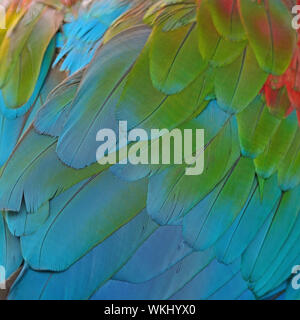 Beautiful bird feathers background of Greenwinged Macaw feathers pattern Stock Photo