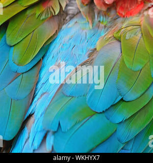 Beautiful bird feathers background of Greenwinged Macaw feathers pattern Stock Photo