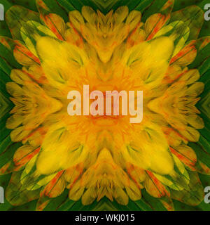 Colorful seamless pattern made from Sun Conure feathers Stock Photo