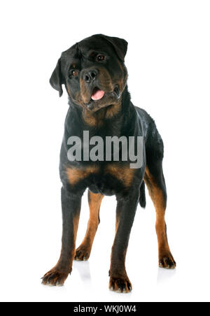 purebred rottweiler in front of white background Stock Photo