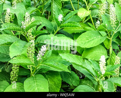Phytolacca Americana medicinal plant, known as Kermes in German and as phytolaque in French. Stock Photo
